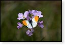 Anthocharis cardamines oranjetipje vlinder vlinders nederland insect insecten lepidoptera rups dagvlinder nachtvlinder mot motten pop larve